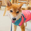 まるちゃん「今日のお友達」