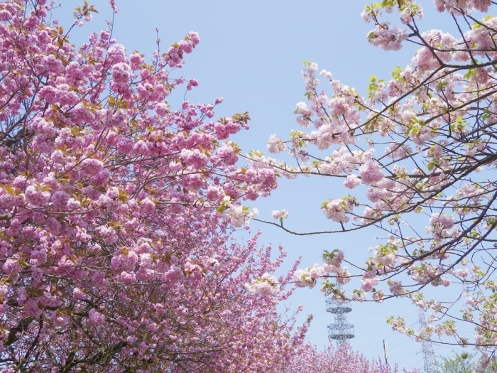 二上山公園 城山園地 高岡 桜 お花見特集 高岡 桜 お花見特集 まいぷれ 高岡市