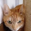 新しいご家族の元へ