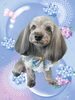 「Dog salon mofu mofu　余市町」