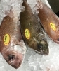 「魚魚市場鮮魚コーナーおすすめは「うちわエビ」です♪」