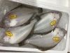 「魚魚市場鮮魚コーナーおすすめは「イイダコ」「カレイ」です♪」