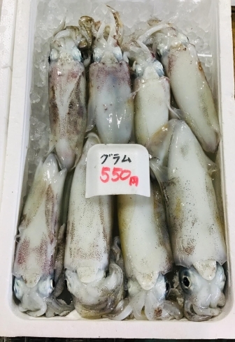 魚魚市場鮮魚コーナーおすすめは カマス 水イカ です 魚魚の宿のニュース まいぷれ 佐世保
