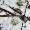 蕗のとう「蕗のとうの収穫」
