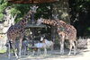「【募集中】サンライZOO　モーニングツアー」