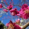 【No.371】梅の花が咲きました１