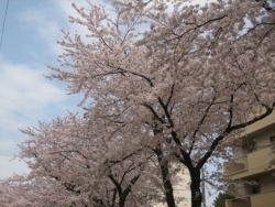 稲毛海岸三丁目団地付近には、沢山の桜の木がありました。