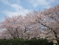 ようやく青空も顔を覗かせ、桜の色とのコントラストが美しいです。