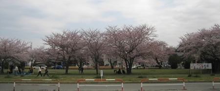 団地を抜けると稲岸公園に出ました。ここは、浅間神社のすぐ近くなのですが、桜の木が密集していて、お花見を楽しむ方も少しずつ見かけるようになってきました。