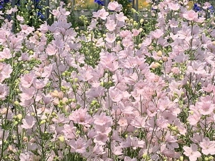 さくら色の可憐な花 愛媛生まれの さくらひめ まいぷれ編集部が行く 松山 伊予 東温 松前 砥部 まいぷれ 松山 伊予 東温 松前 砥部 さくら色の可憐な花 愛媛生まれの さくらひめ まいぷれ編集部が行く 松山 伊予 東温 松前 砥部 まいぷれ 松山 伊予 東温 松前 砥部