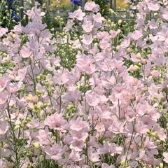 さくら色の可憐な花 愛媛生まれの『さくらひめ』