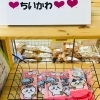 「西海物産館おすすめ商品は「長崎限定ちいかわカステラキーホルダー・靴下」です♪」