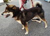 「【西条市大町798番地9付近】迷い犬を保護しています！（※伊予西条駅近辺）」