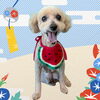 「Dog salon mofu mofu　余市町」