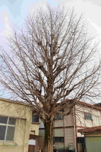 樹齢100年を超えるイチョウの木。長年児童を見守ってくれた大切な木です。