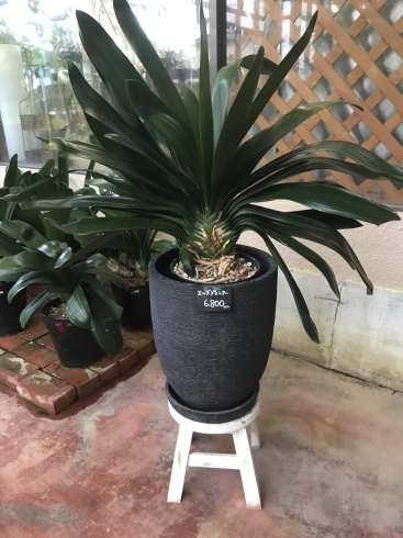 観葉植物セール開催中 緑化フラワーセンター はなも本店のニュース まいぷれ 新発田 胎内 聖籠 観葉植物セール開催中 緑化フラワーセンター はなも本店のニュース まいぷれ 新発田 胎内 聖籠