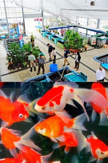 金魚や熱帯魚も展示・販売をしております「成田養魚園」