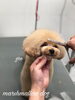 Ｇroくんカット中〜「秋のオプションキャンペーン　(^-^)」