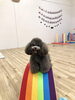 リリーちゃん余裕😄「ましゅまろ幼稚園🐾パート３」