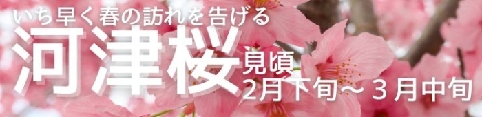島根・鳥取で河津桜が見られるスポット