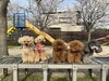 くまくん🌸ぷっかくん🌸「ましゅまろ幼稚園🐾　パート１」