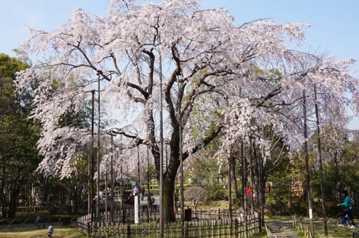 ◆行船公園　しだれさくら◆