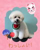 「Dog salon mofu mofu　余市町」
