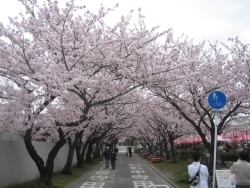 本当に何度見ても見事な桜並木です。