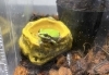 普段は緑「梅雨の季節の生き物といえば…！？カエル 🐸【学び・体験・観光スポット かすみがうら市水族館】」