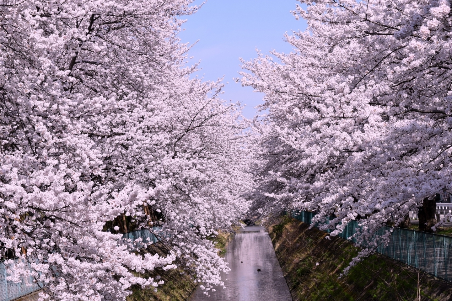 埼玉県坂戸市にある東坂戸団地大谷川沿い（ひがしさかどだんちおおやがわぞい）の桜の紹介。お花見スポット・開花時期・駐車場情報・アクセス。