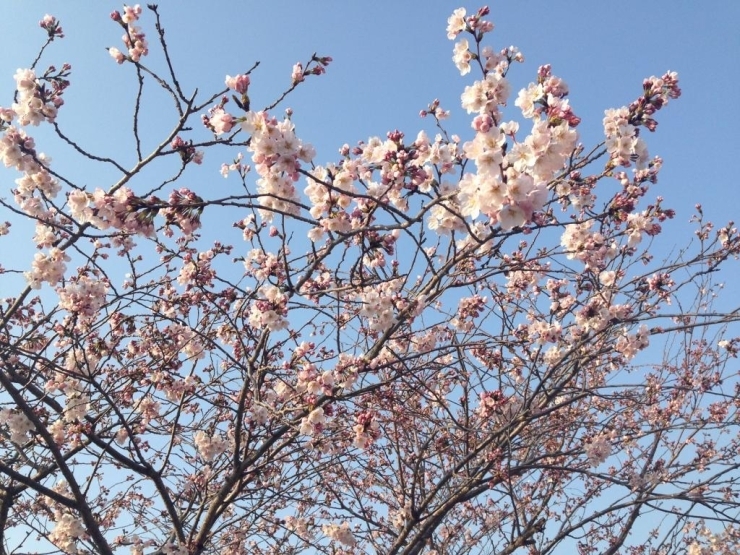 空の青さに桜が映えます