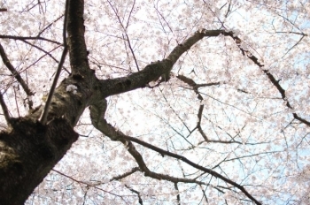 下から見ると、まるで桜が降ってくるよう・・・(*´▽｀*)