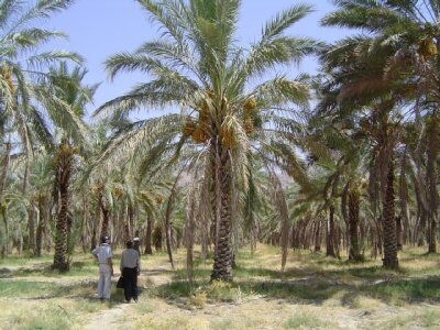 デーツ ナツメヤシの実 に含まれる栄養成分とは タンパク質 脂質 炭水化物 食物繊維 鉄 亜鉛 カリウム マグネシウム リン 銅など さまざまな成分は豊富に含まれています 酒のしがらきのニュース まいぷれ 宮崎 デーツ ナツメヤシの実 に含まれる栄養成分とは タンパク質 脂質 炭水化物 食物繊維 鉄 亜鉛 カリウム マグネシウム リン 銅など さまざまな成分は豊富に含まれています 酒のしがらきのニュース まいぷれ 宮崎