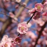 高潔、忠実、忍耐．．．梅の花言葉です。