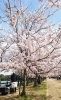 亀鶴公園 春を感じに出かけよう 高松の花見スポット特集 まいぷれ 高松市