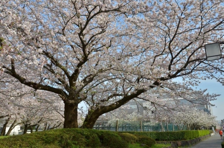 何本も並ぶ大きな桜の木で気分も上がります♪