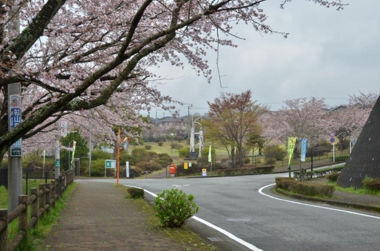 公園内どこを見ても桜があります！