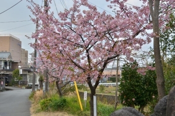 温水地周辺をお散歩できます！