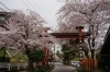 桜お花見スポット 玉澤妙法華寺 三島市 桜特集 三島市 田方郡函南町 駿東郡長泉町 清水町のお花見スポット 桜開花情報 まいぷれ 三島