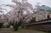 桜お花見スポット 玉澤妙法華寺 三島市 桜特集 三島市 田方郡函南町 駿東郡長泉町 清水町のお花見スポット 桜開花情報 まいぷれ 三島