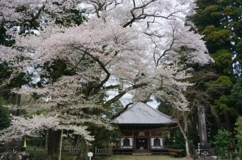 お寺の桜は特別感があります♪