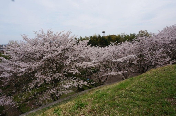 桜並木を上から見下ろしながらのお散歩♪