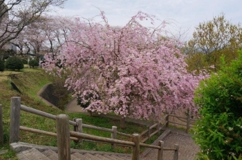堂々と咲くしだれ桜！