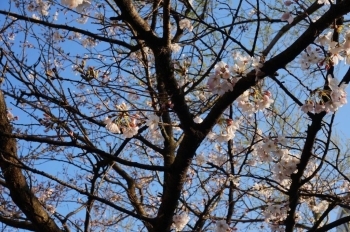 天気の良い日の散歩は気持ちいいです。