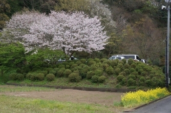駐車場にも桜があります。