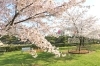 史跡高松城跡 玉藻公園 春を感じに出かけよう 高松の花見スポット特集 まいぷれ 高松市