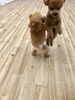 更に跳ぶっっ　「ましゅまろ幼稚園　(^-^)」