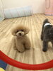 ハッピーちゃん「ましゅまろ幼稚園　^ - ^」
