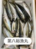 鯵「おはよう御座います」
