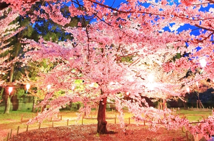 風情を感じる高松城跡の夜桜見物 玉藻公園 夜間無料開放19 香川のイベントまとめ まいぷれ 高松市